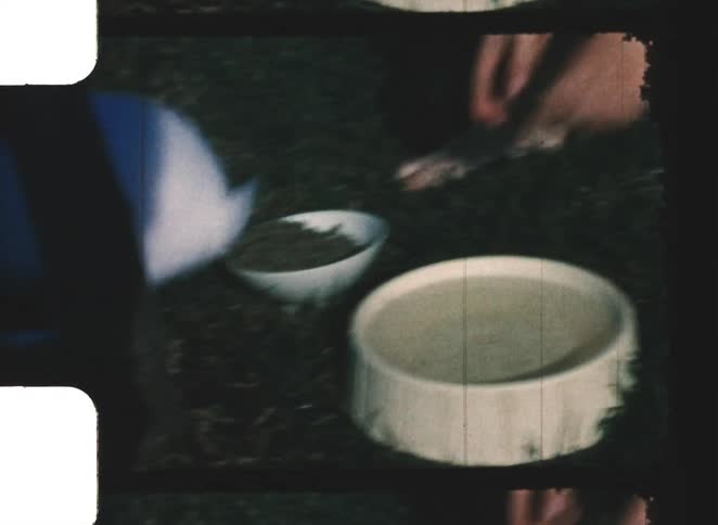 A pet rabbit jumping over a bowl