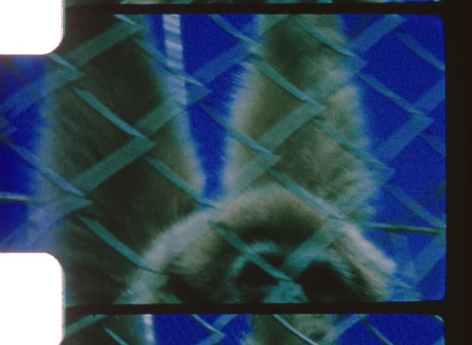 A grainy blue toned closeup of a monkey gripping a chain link fence with the image framed like a strip of analog film and softened by motion blur and textured noise