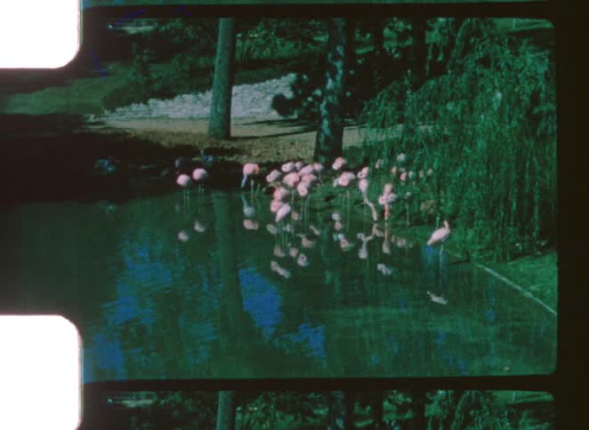 Group of flamingos gathered at the edge of a lake in a wooded area