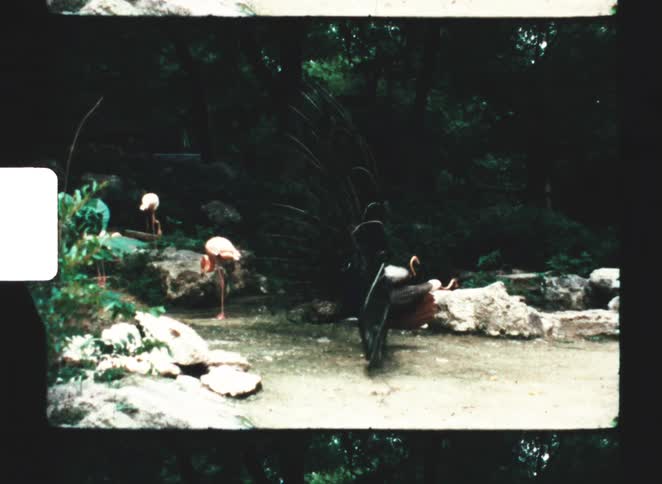 In a grainy home movie a peacock proudly shakes its fannedout tail feathers in an enclosure with several pink flamingos nearby