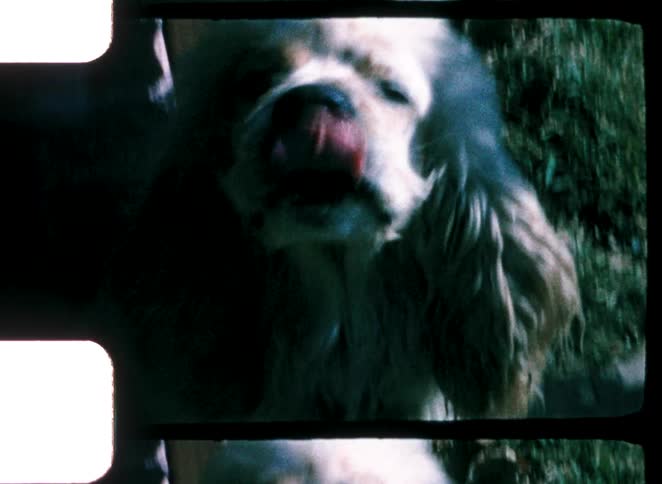 A furry dog excitedly looks up and licks its nose while outdoors