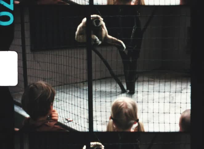 Children watch the monkey swing in the zoo