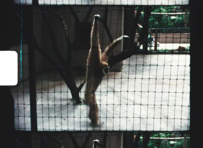 A gibbon hangs and swings from a tree inside an enclosure with concrete ground below structural supports nearby people greenery and enclosure elements visible in the background