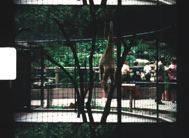 A monkey swinging from branches in a zoo