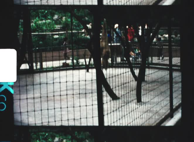 Animal hanging from an enclosure mesh with limbs extended in a controlled environment
