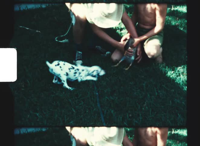 Two teenage boys playing with a duck as a dalmatian puppy barks at the duck on a grass lawn at midday