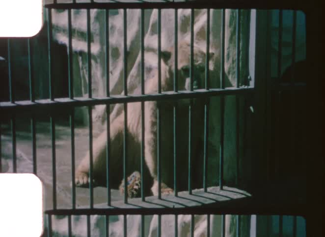 The polar bear is sitting by the cage bars
