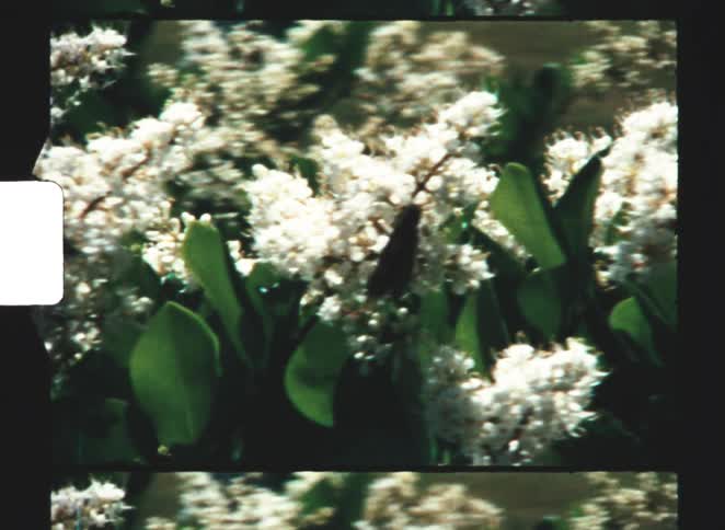 A shaky vintage home movie shows a closeup of a dark butterfly resting on a sunlit cluster of small white flowers