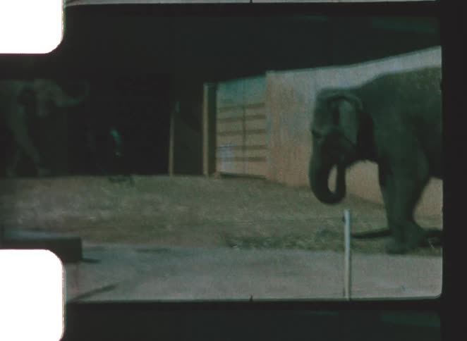 Two elephants are shown in an enclosure with concrete and hay moving around against a light colored wall and dark background