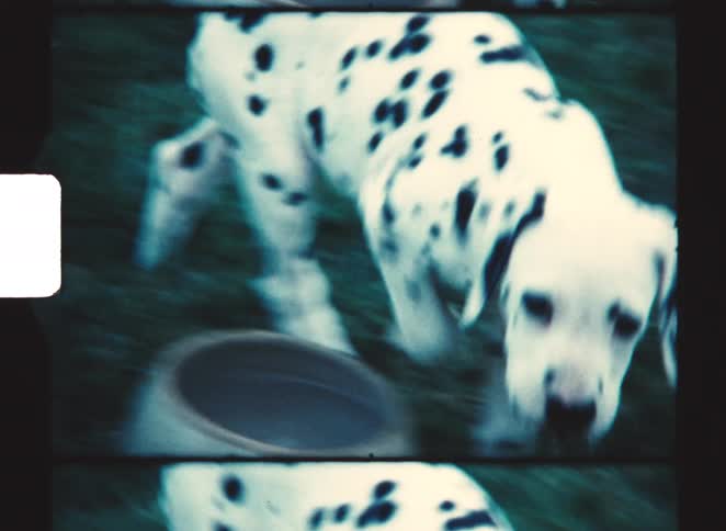 A dalmatian puppy drinking from a bowl of water on a lawn at midday then running around afterward