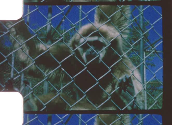 A monkey jumping around in a zoo