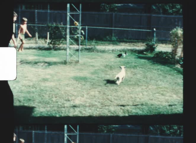 The boys and their dog chase a rabbit in the yard