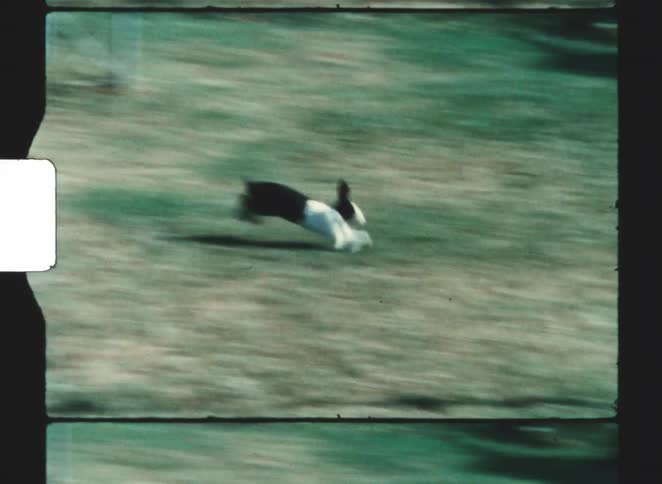 A black and white rabbit running quickly across a green grassy field from left to right