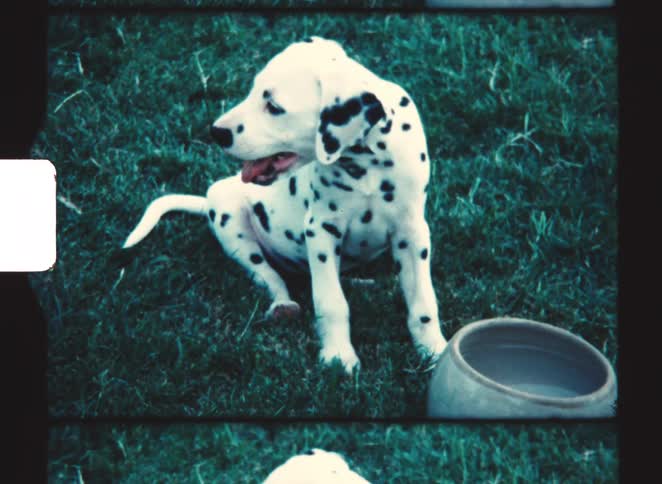 Dalmatian puppy sitting on grass with its mouth open beside a circular object