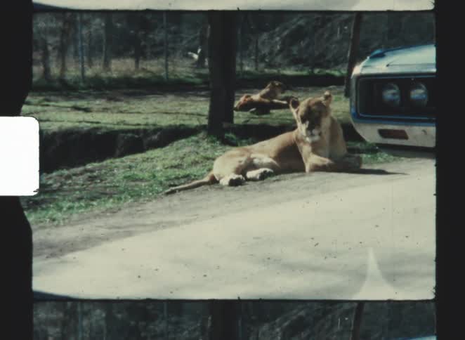 Lioness rests on paved road near blue vehicle with another lioness in the grass behind