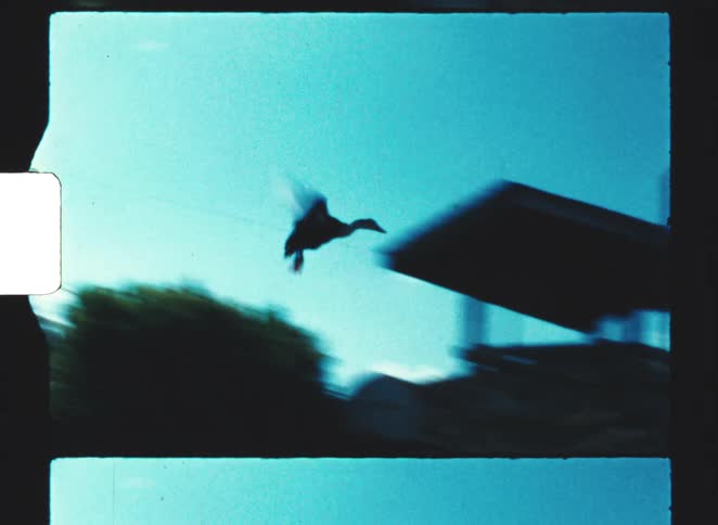 Boy releasing a bird into a garden
