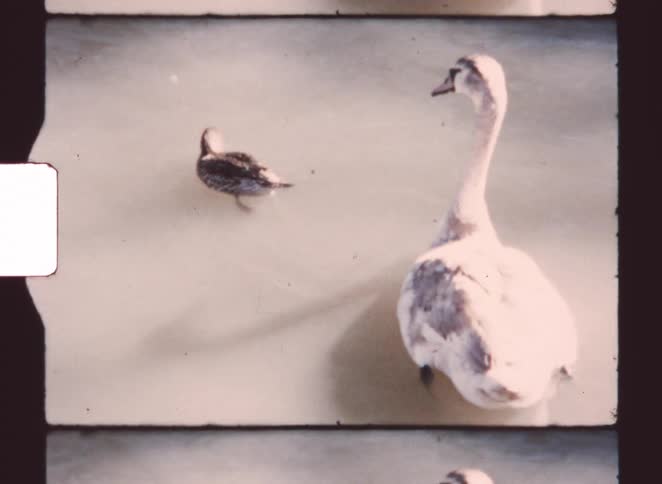 A duck swimming with its duckling on the surface of a river at midday