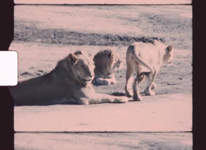 Three lions are shown outdoors in a dry open area with two lying down and one walking with its back to the camera