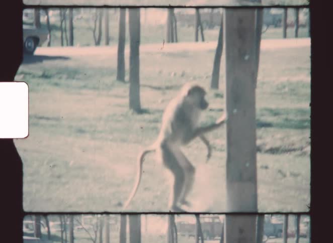 A monkey walking up to a pole