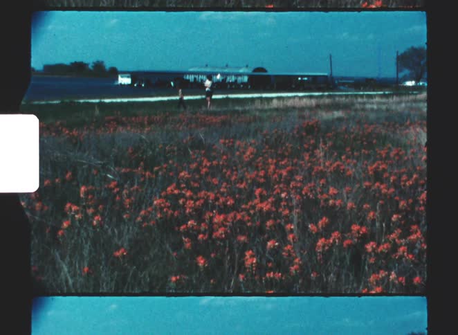 Mother follows her son while the child wanders past a field of flowers on a farm during the summer