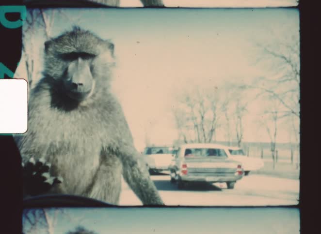 A chimpanzee on the hood of a car