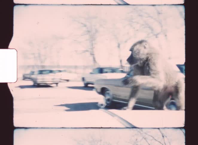 A monkey jumping onto the hood of a car