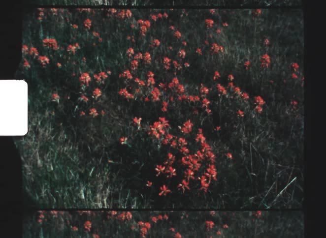 Red flowers scattered among low vegetation in a natural area