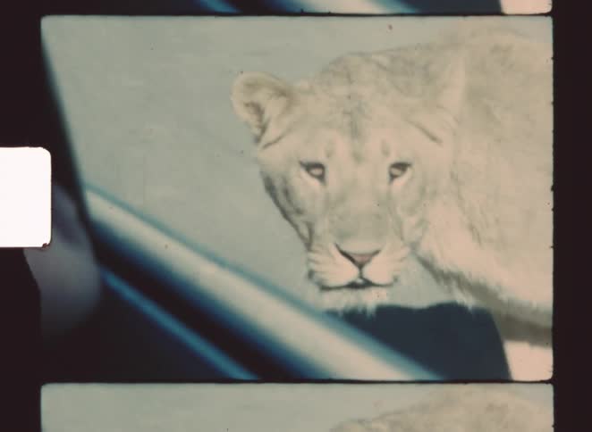 Lion walking in a natural environment observed from inside a vehicle