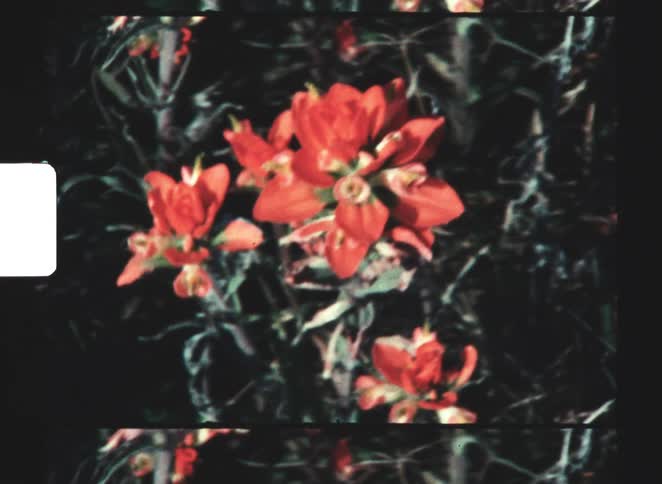Red and orange flowers stand out against a dark vegetation background