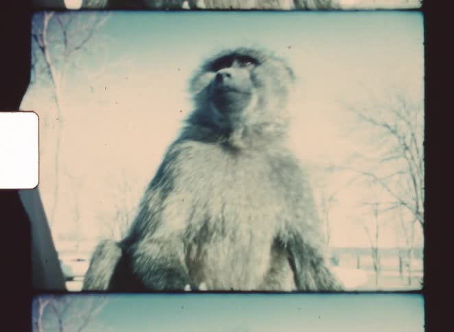 A baboon with thick gray fur sits upright and looks forward framed within a film strip border against a pale blue sky with leafless trees in the background