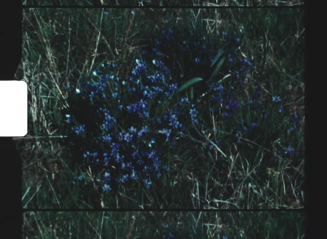 A view of flowers in a grass area
