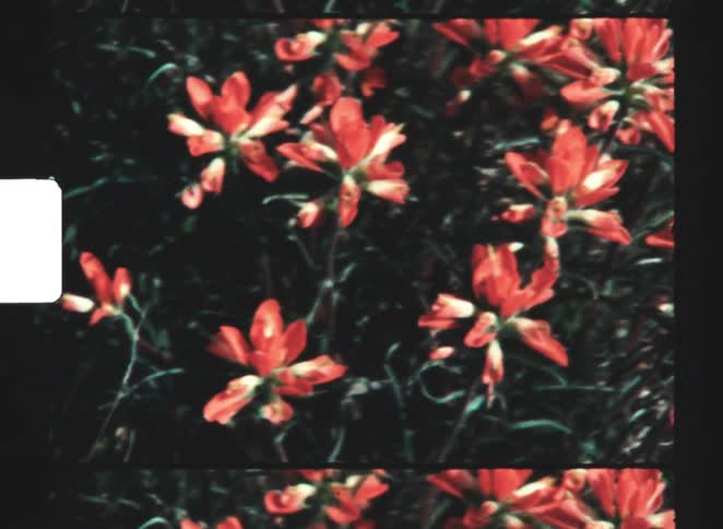 Vibrant orangered flowers