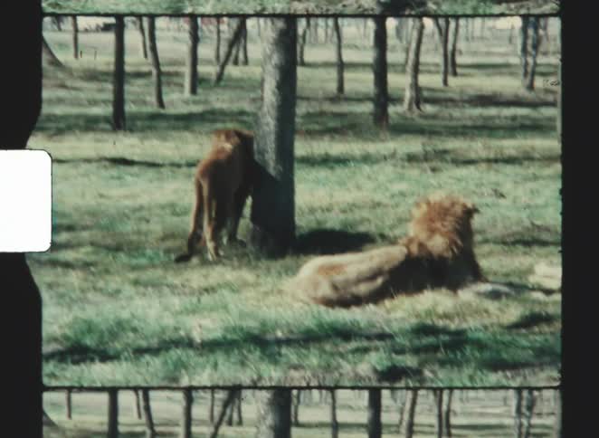 Two lions lie in a grassland while another walks near a tree
