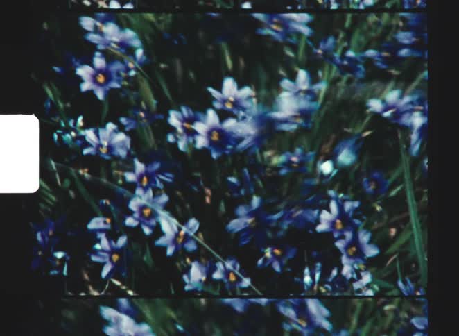 Flowers in the wind