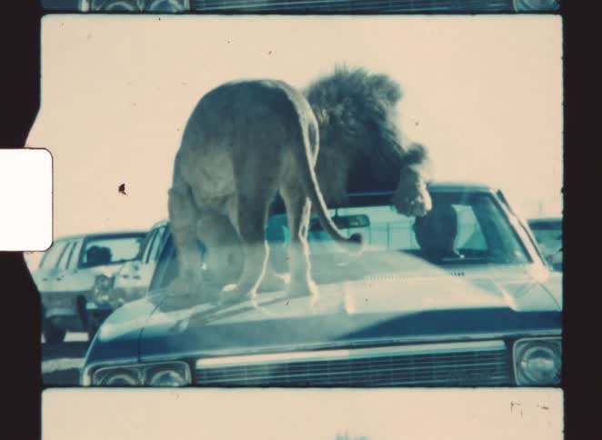 Lions on vintage car hood in parking lot with vehicles in the background