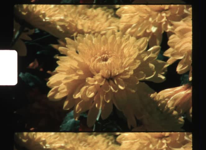 Yellow chrysanthemums in full bloom fill the foreground with densely layered petals