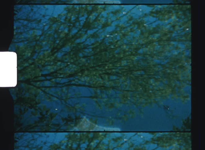 The tree branches reflect on the water