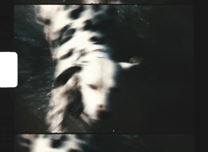 A dalmatian dog running through water with its spotted coat and head visible features obscured by the animals speed