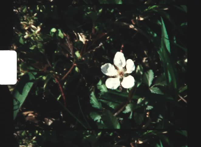 A white flower is on the bush