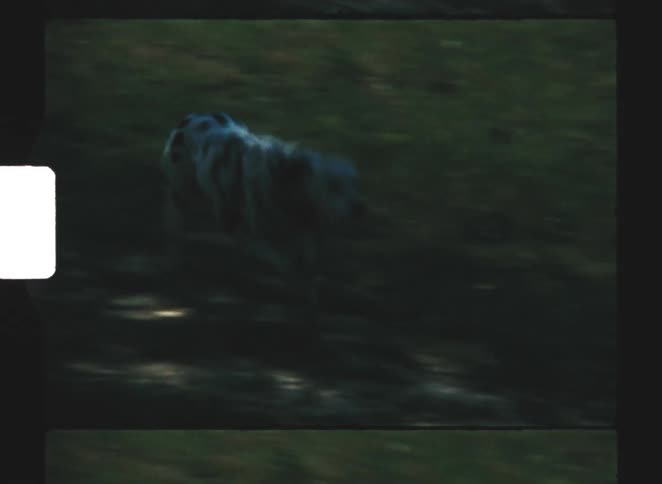 A dalmatian dog breed running down a grassy hill in a public park at midday toward a person
