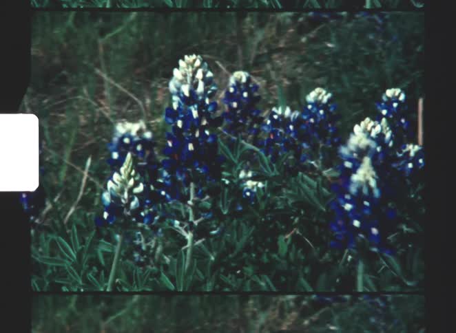 Wind is blowing the blue flowers