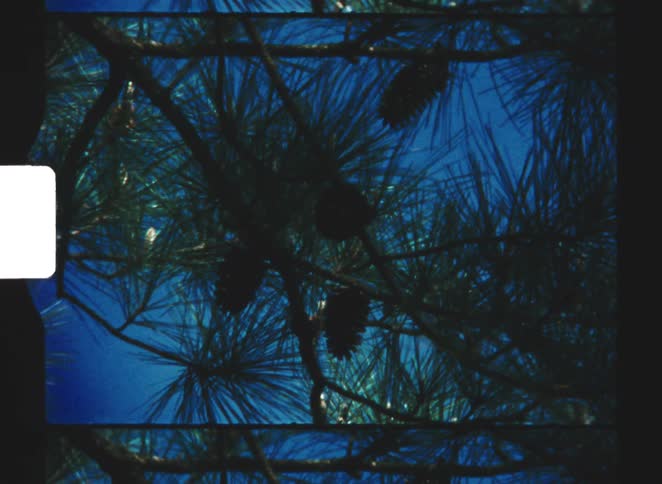 A dark blue sky is seen through the long needles and dark cones of a large pine tree from a low angle