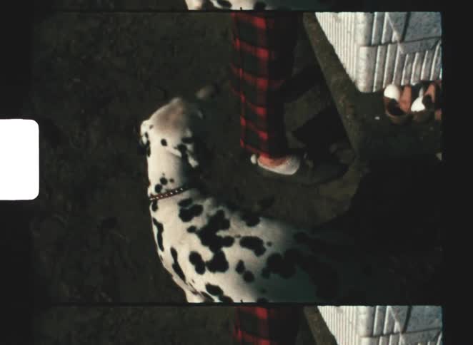 The dalmatian dog is moving around the person