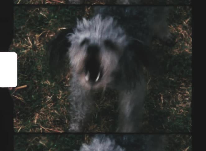 A puppy standing on a grass lawn continuously barking at midday as it slowly walks backward
