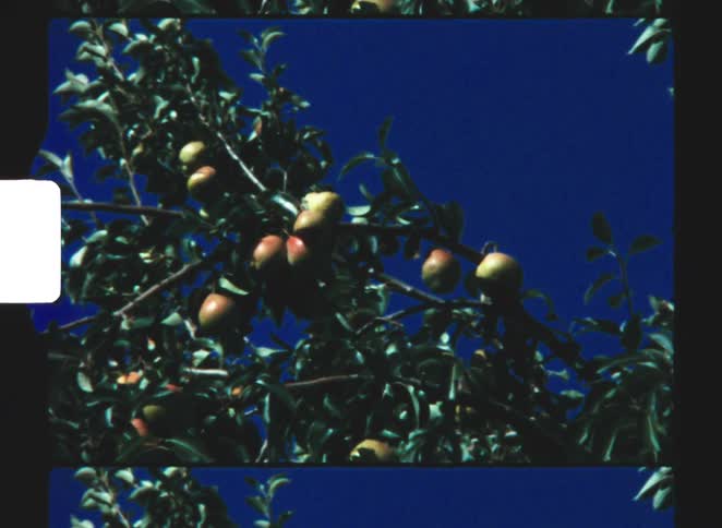Red and yellow apples hang from branches beneath vivid blue sky