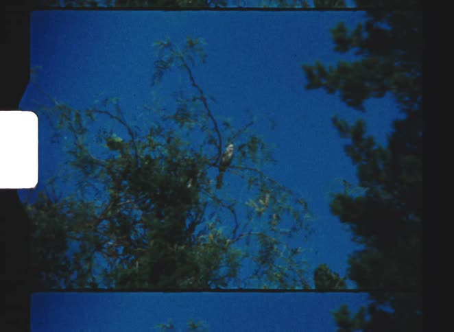Bird perched on a high branch against a blue sky