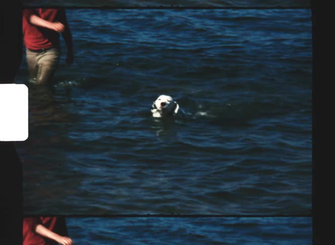 Dog swims through the water as his young male owner wades nearby on an autumn day