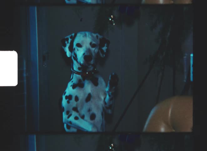 A dalmatian dog stands on its hind legs outdoors trying to get into a dimly lit indoor space with leather furniture in the foreground
