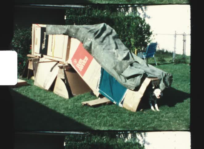 A dog climbing out of a fort made of boxes