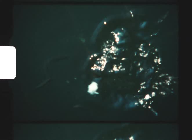 Fish gathered in the water consuming a piece of food